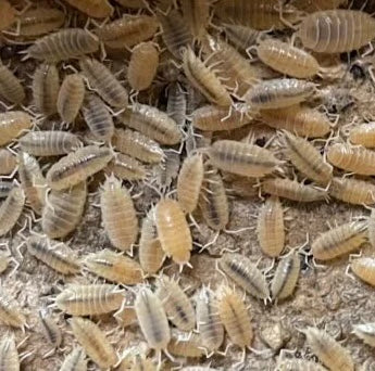 Porcellionides pruinosus 'White Out' Isopods (15 COUNT)