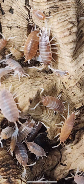 Porcellionides pruinosus 'Orange Cream' Isopods (15 count)