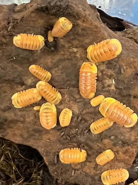 Cubaris sp. Rubber Ducky Blonde Isopods (6CT)