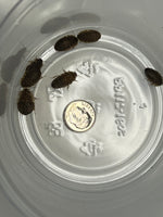 Dubia Roaches 3/8" & Below