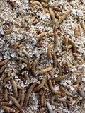 100 Giant Mealworms