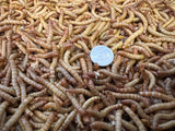 100 Giant Mealworms