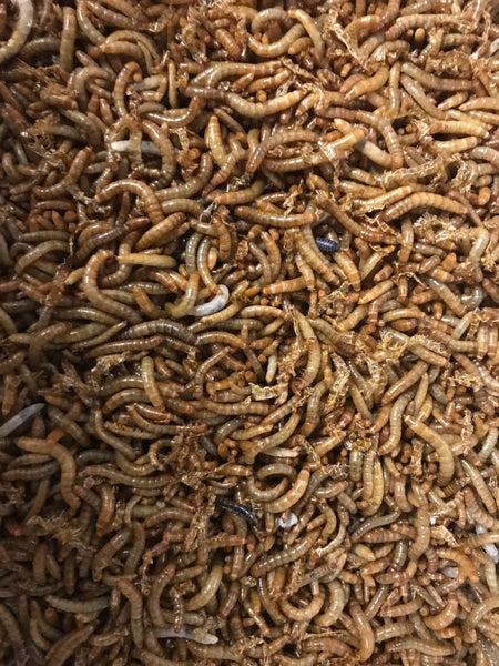 Mealworms