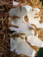 100 Giant Mealworms